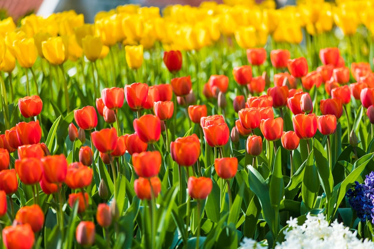 Keukenhof Gardens Ticket with Round Trip Bus Transfer from Amsterdam - image 5