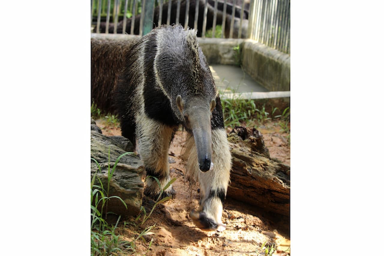 Okinawa Zoo & Museum Ticket - image 2