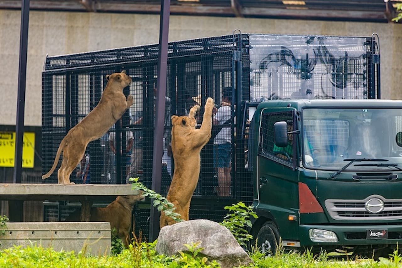 Nasu Safari Park Ticket - image 5