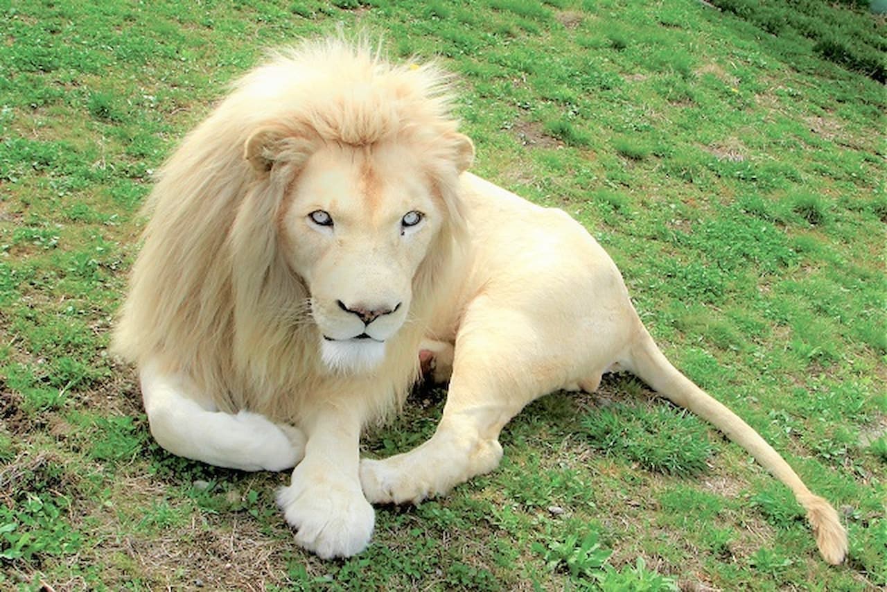Nasu Safari Park Ticket - image 4