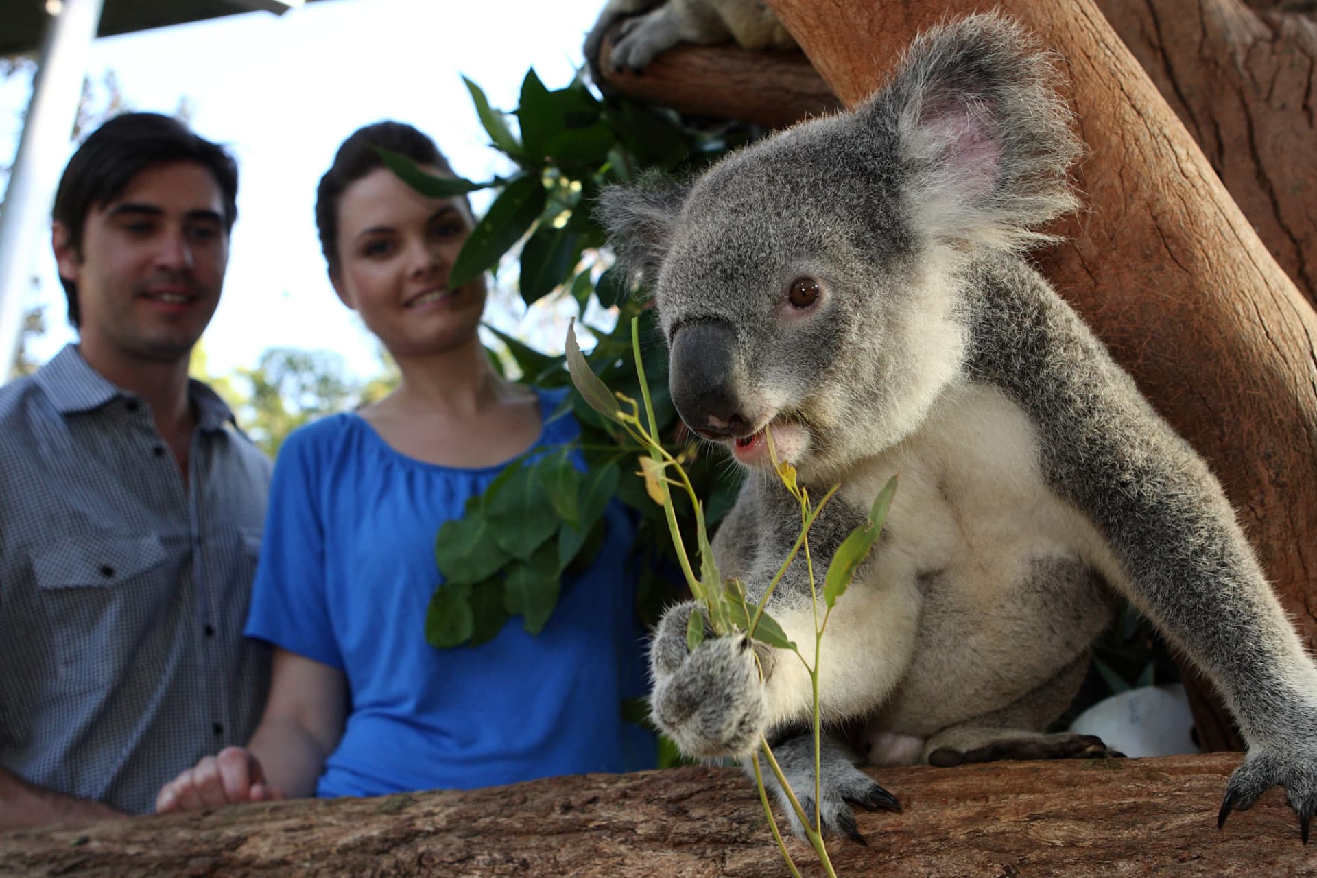 Go City Sydney Explorer Pass: Save up to 50% on Attractions - image 2