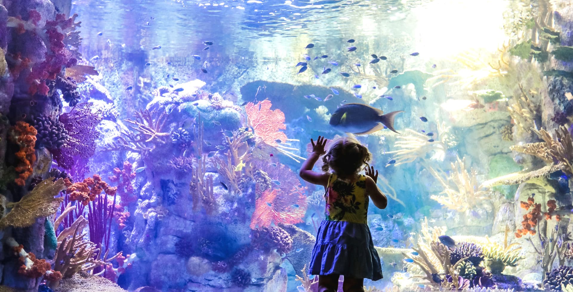 Go City San Diego Explorer Pass: Save up to 50% on Attractions - image 13