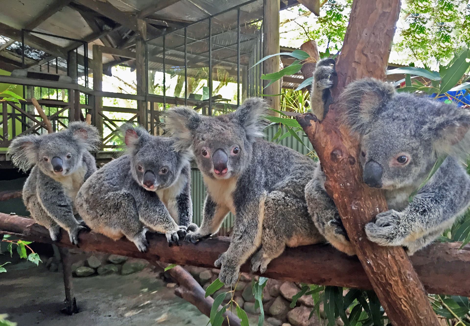Full-Day Kuranda Tour with Skyrail Cableway, Scenic Railway, Rainforestation and Butterfly Sanctuary - image 12