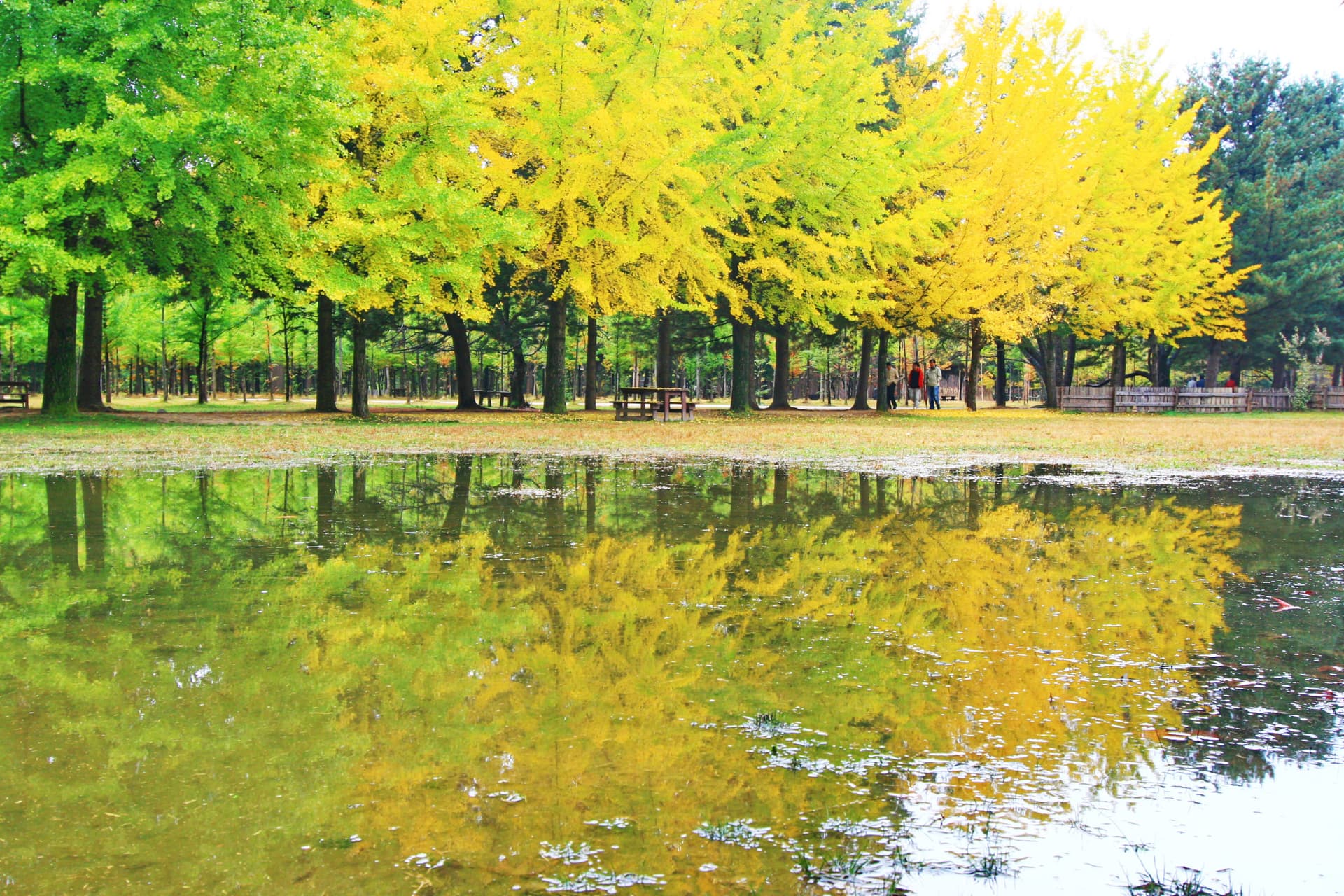 Nami Island and Mount Seorak Full-Day Tour from Seoul - image 5