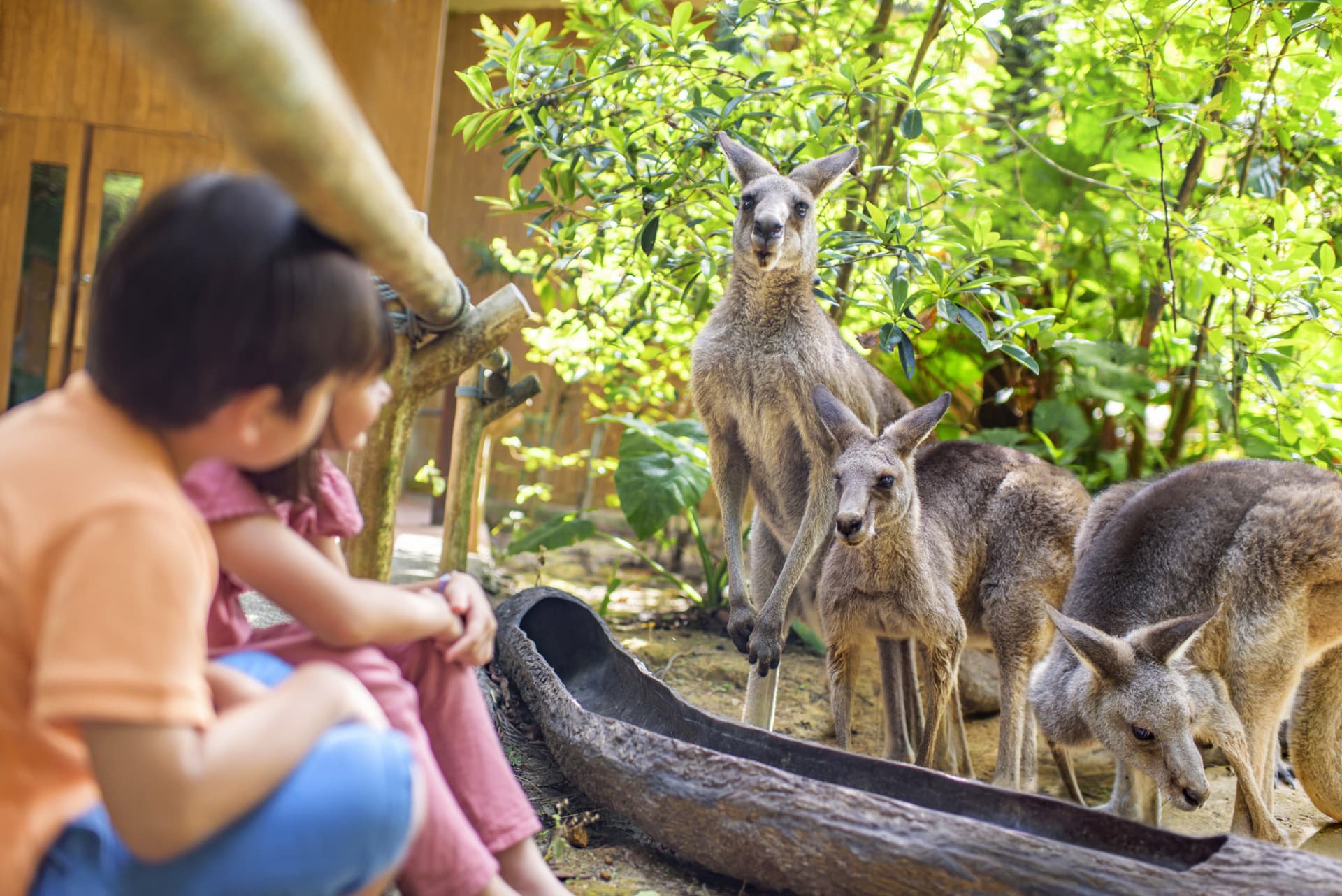 Singapore Zoo Ticket - image 14