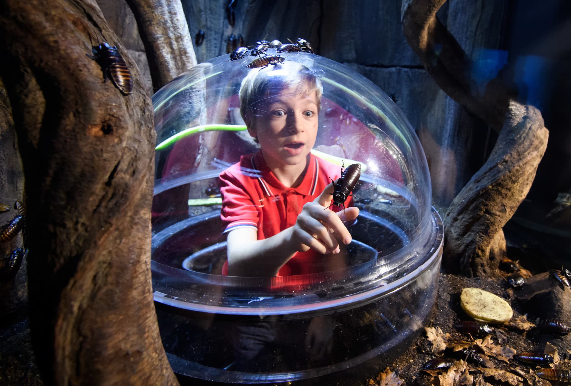 COMBO: London Eye + SEA LIFE London Aquarium Ticket - image 15