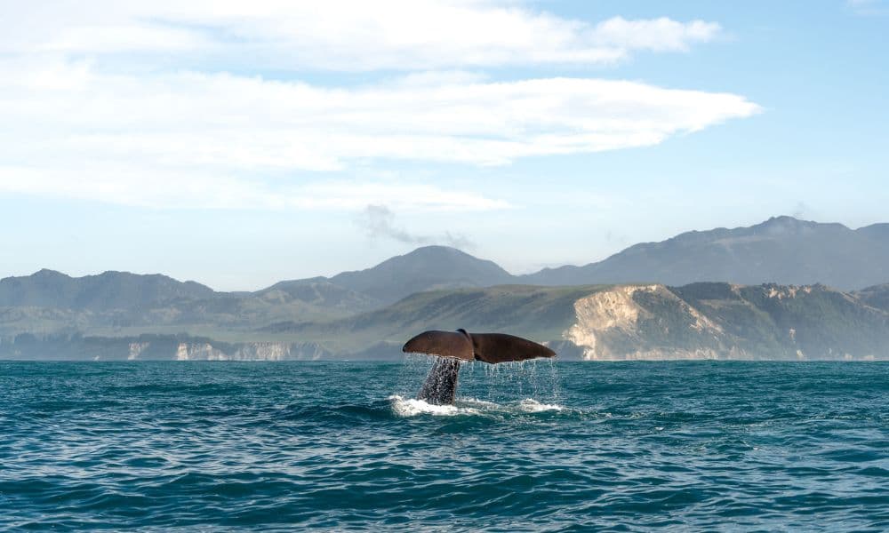 Whale Watching Cruise Kaikoura - image 6